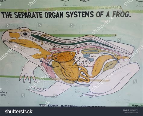 469 Dissecting Frogs Images, Stock Photos & Vectors | Shutterstock