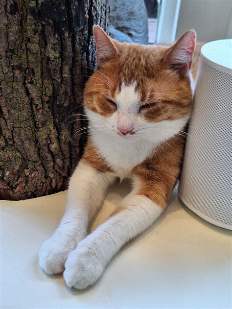 Coffee, Books and Cats — A Sanctuary Cafe