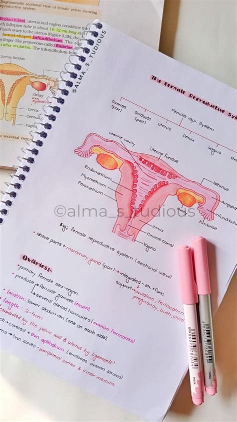Image result for Female Reproductive System Class 12