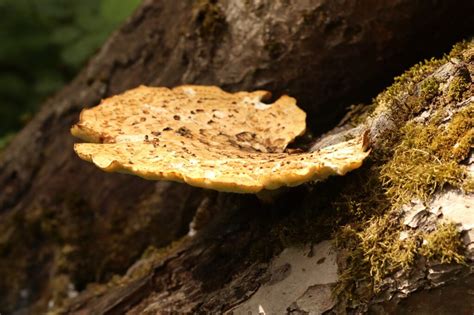 Common Tree Fungus 的图像结果