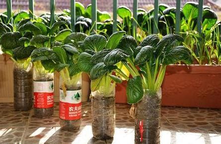 【阳台种菜】如何在花盆里种最容易种植的蔬菜 油麦菜 | Leaf Lettuce