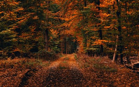 Fall Mac Wallpapers - Top Free Fall Mac Backgrounds - WallpaperAccess