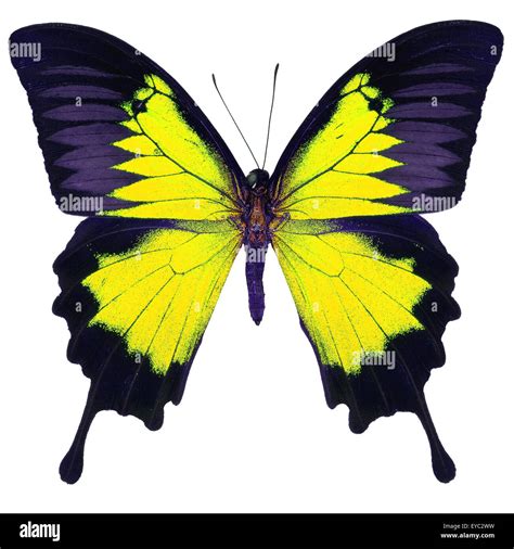 Beautiful yellow butterfly, Blue Emperor, Mountain Blue (Papilio ...