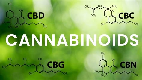 Understanding Cannabinoid: Types, Uses, and Effects – Hempbuti