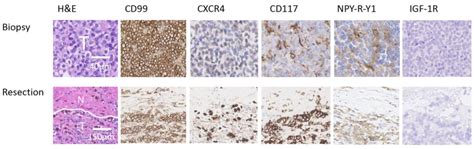 Image result for IHC Staining