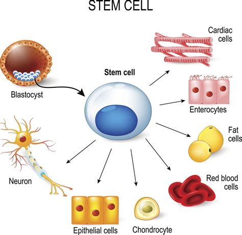 Stem Cell Diagram Apendicitis Madre Genome Limited Sanger