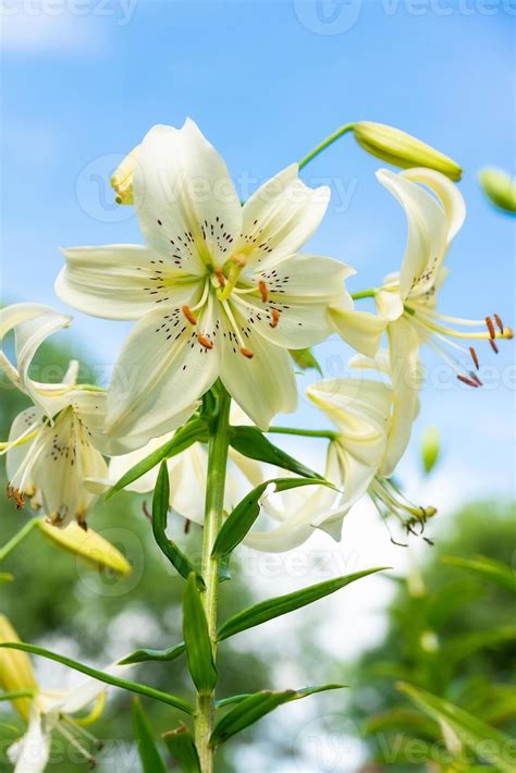 White lilium flower, Lilium L in natural light at the garden. one big ...