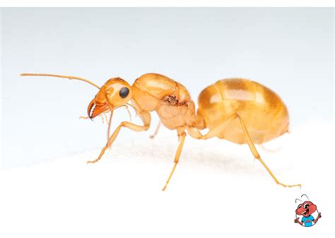 Golden Honeypot Ant Care Guide: - The Ant Vault