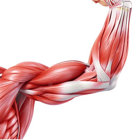 3d Human Arm Muscles With Highlighted Biceps, Anatomy, Human Muscle ...