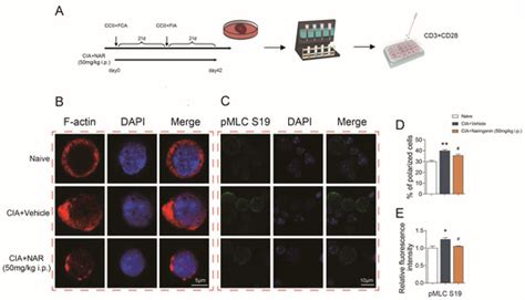 The Flavonoid Naringenin Alleviates Collagen-Induced Arthritis through ...