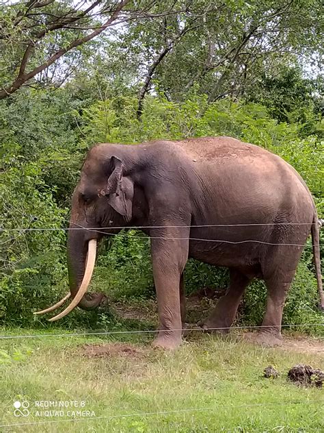 Sri Lankan Elephants: All You Need to Know : r/Elephants