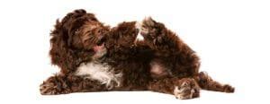 Image result for Cockapoo Puppy Weight Chart
