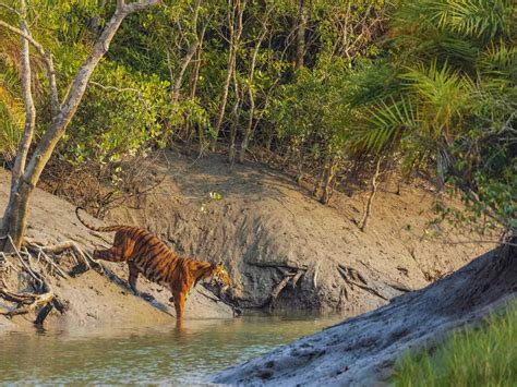 Largest tiger reserves in India | Times of India Travel