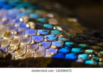 Image result for Reticulated Python Scales