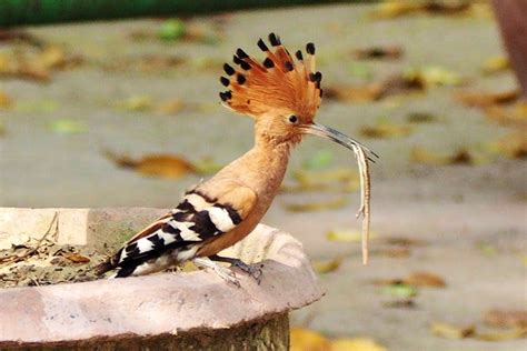 Visit Asola Bhatti Wildlife Sanctuary, Surajkund | LBB Delhi