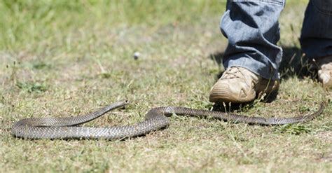 Snake Scales Rattlesnake #LAZoo | Snake scales, Snake, Rattlesnake