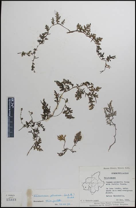 Herbarium JCB