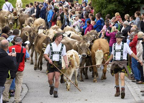 It’s time to welcome the cows in Bavaria | Times Knowledge India
