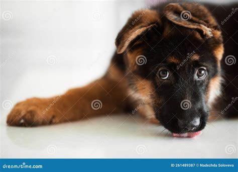 German Shepherd Puppy Licking the Floor Stock Image - Image of brown ...