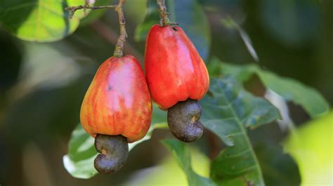 Kuvatulokset haulle cashews