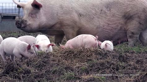 农业农村部：探索生猪产业信息化服务金融模式，加强生产监测和信息引导 - 猪好多网