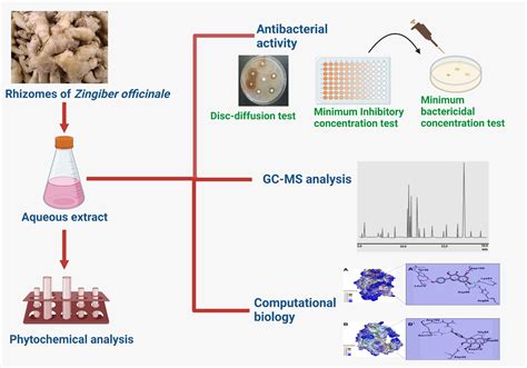 Zingiber officinale Uncovered: Integrating Experimental and Computational Approaches to ...