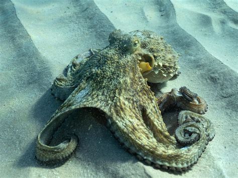 5 reasons why eating octopuses is dangerous | CrosbyReport™