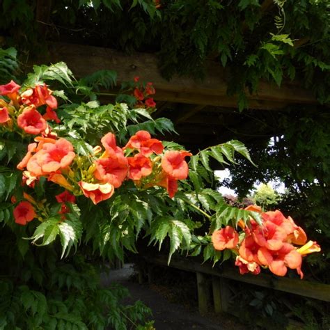 Red Trumpet Vine | Campsis tagliabuana 'Madame Galen' - Roots Plants
