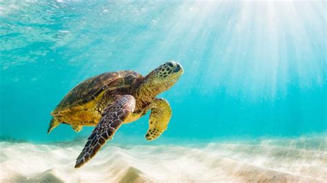 World Turtle Day 2022: Check 5 critically endangered Turtle Species on ...