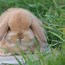 Image result for Mini Lop Fly Strike