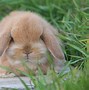 Image result for Bunny Wallpaper Mini Lop Baby