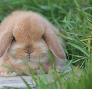 Image result for Cute Baby Mini Lop Bunnies