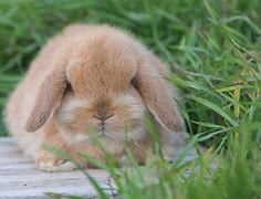 Image result for Mini Lop Bunnies Full-Grown