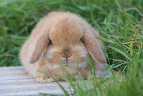 Image result for Mini Lop Full-Grown