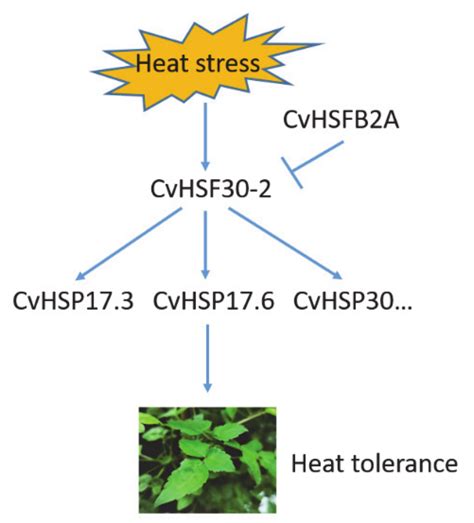 One Heat Shock Transcription Factor Confers High Thermal Tolerance in ...