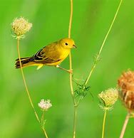 Image result for Goldfinch Feather