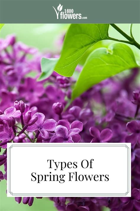 Image result for Popular Spring Flowers