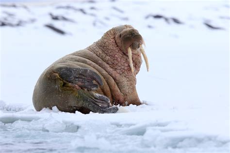 Stock photo 1421701214 - Walrus Odobenus rosmarus rosmarus in Svalbard