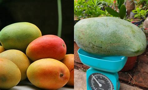 Mangga Masak: Buah Manis dengan Kiraan Kalori yang Bijak