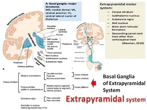 Image result for Extrapyramidal System