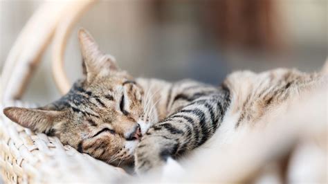 Image result for Help Me Cat