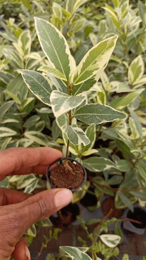 Safari Ficus Plant (Pot + Coco peat) – Middle class