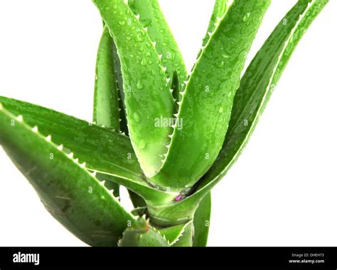 aloe vera leaves detailed Stock Photo - Alamy