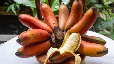 Weight Loss Secret: Expert Explains Health Benefits Of Red Bananas For ...