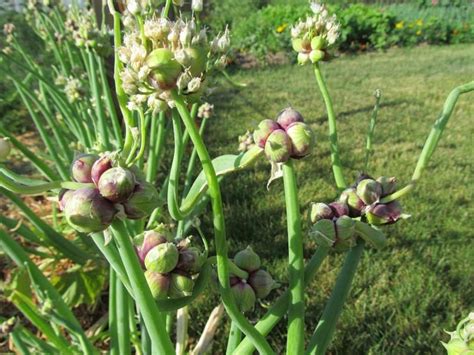 Egyptian Walking Onion (Allium x proliferum)- 1g — Cascadia Edible ...