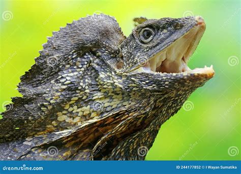 Soa Payung Also Known As the Frilled Lizard or Frilled Dragon is ...