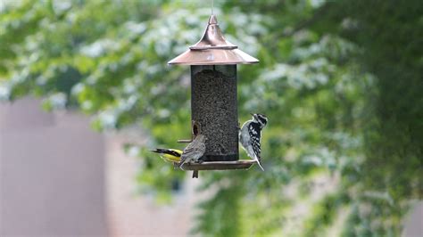 How to Get Birds to Come to a New Feeder: Proven Tips