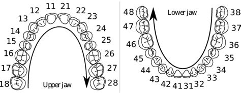 Image result for FDI World Dental Federation notation FDI Notation Examples