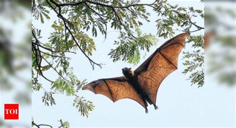 Bats seen in the day? Experts blame habitat loss | Hyderabad News ...