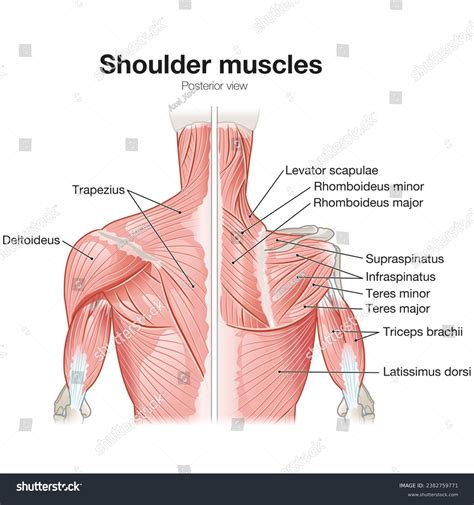 Shoulder Muscles Posterior View Superficial Deep Stock Illustration ...